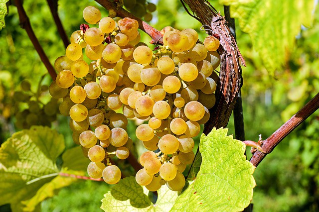 Francie - ALSASKO A SCHWARZWALD - zážitky na vinné stezce a slavnost chryzanthem - říjen 2025