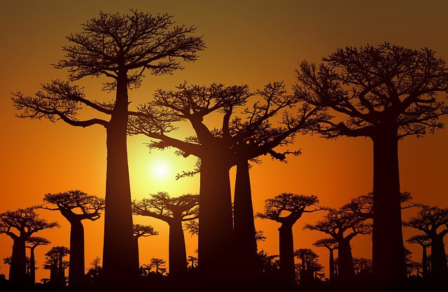 Madagaskar - MADAGASKAR - PŘÍRODNÍ RÁJ PLANETY - země lemurů a baobabů - není 2025
