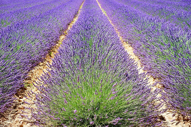 Francie - Z BURGUNDSKA DO PROVENCE - hotelbusem s plnou penzí - není 2025