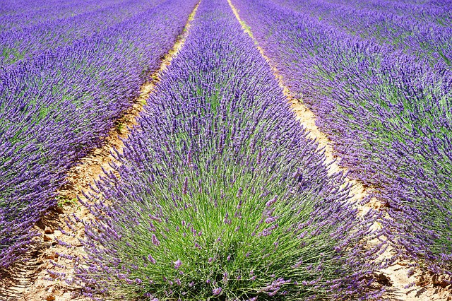 Francie, Itálie - ZA VŮNĚMI JIHOVÝCHODNÍ FRANCIE - Provence, Savojsko - s plnou penzí - květen, červen 2023