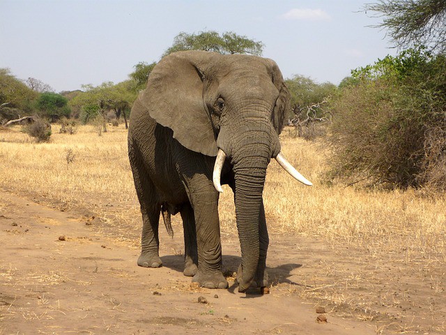 Zambie, Zimbabwe, Botswana, Namibie, JAR - K VIKTORIINÝM VODOPÁDŮM - květen-prosinec 2024