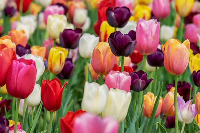 Holandsko - KVĚTINOVÝ PARK KEUKENHOF A PROCHÁZKA AMSTERDAMEM - březen, duben, květen 2025