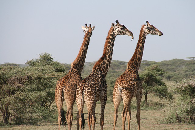 Tanzanie - SAFARI A ZANZIBAR - Za divokými zvířaty a na ostrov koření, sólo klienti bez příplatku - leden 2024